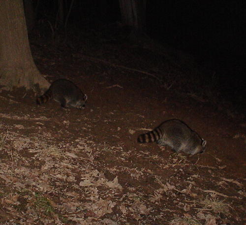 racoons